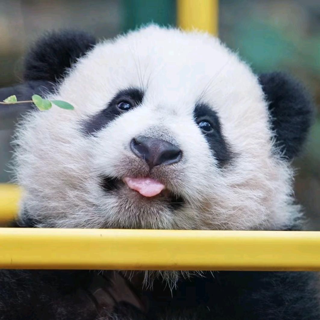 这游戏真有奇遇吗