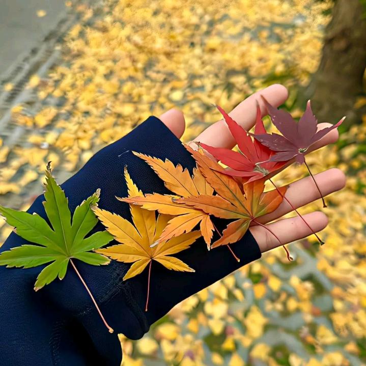 单身贵族
