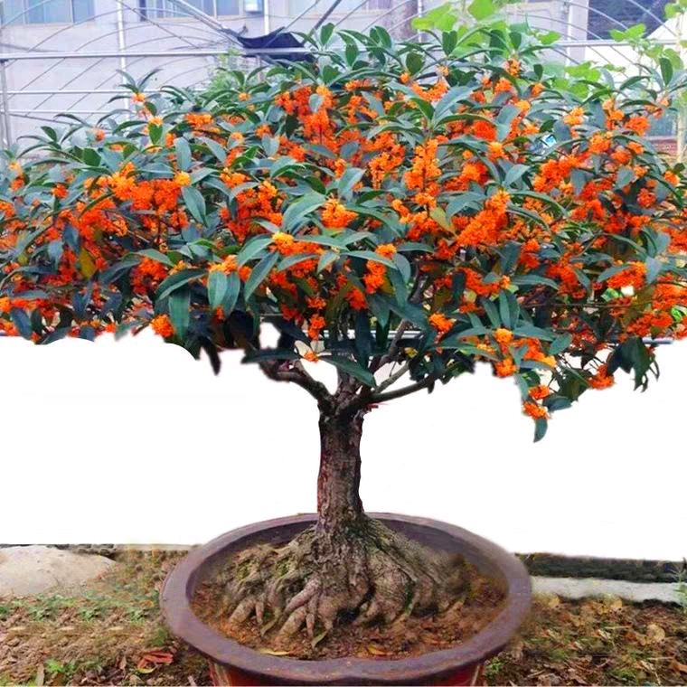 小周桂花基地