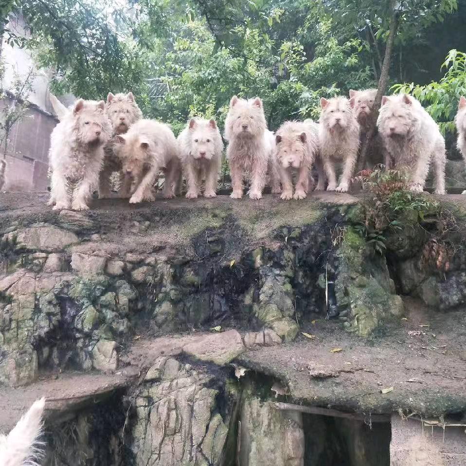 猎犬专业养殖基地