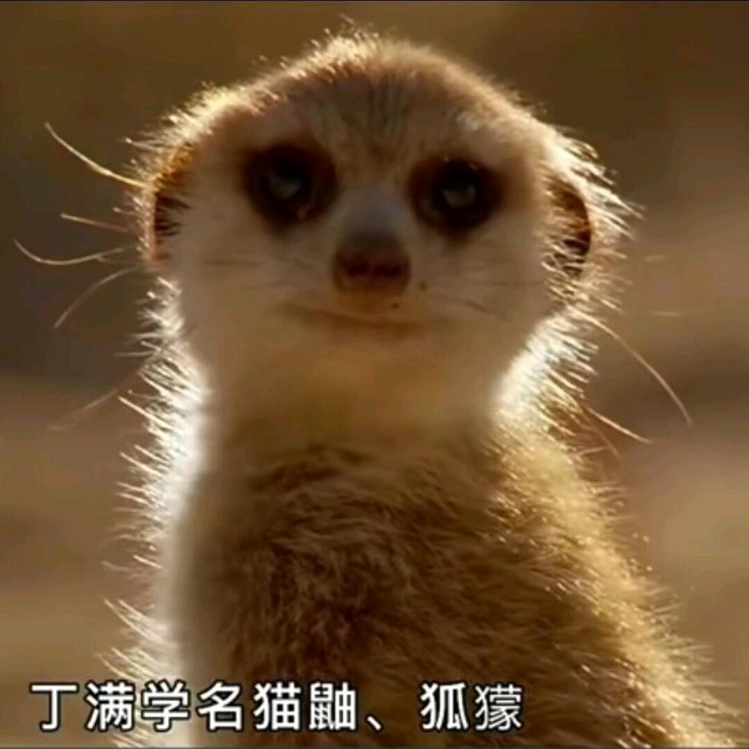 清早起来去拾粪