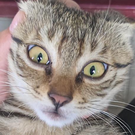 景阳刚大猫