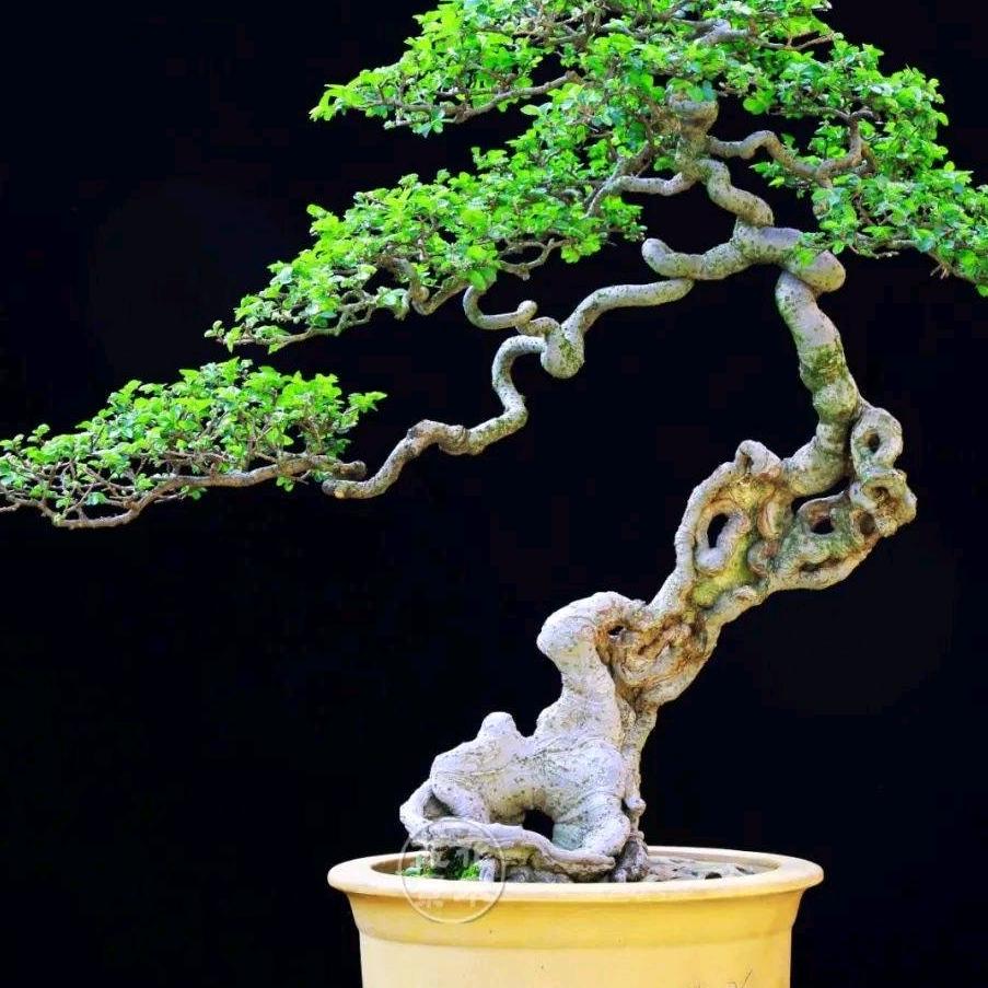 小东盆景桩苑