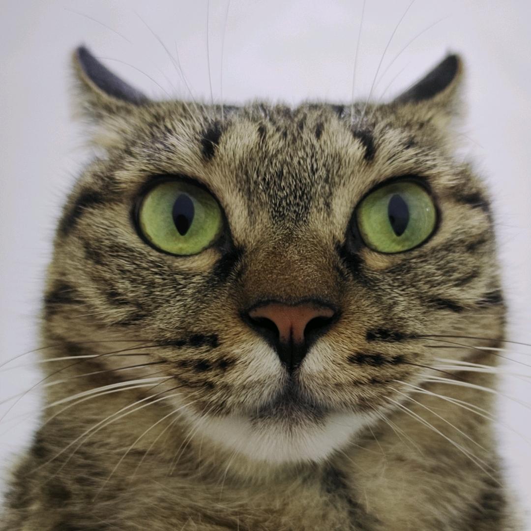 小胡同学℡Lynk&Co