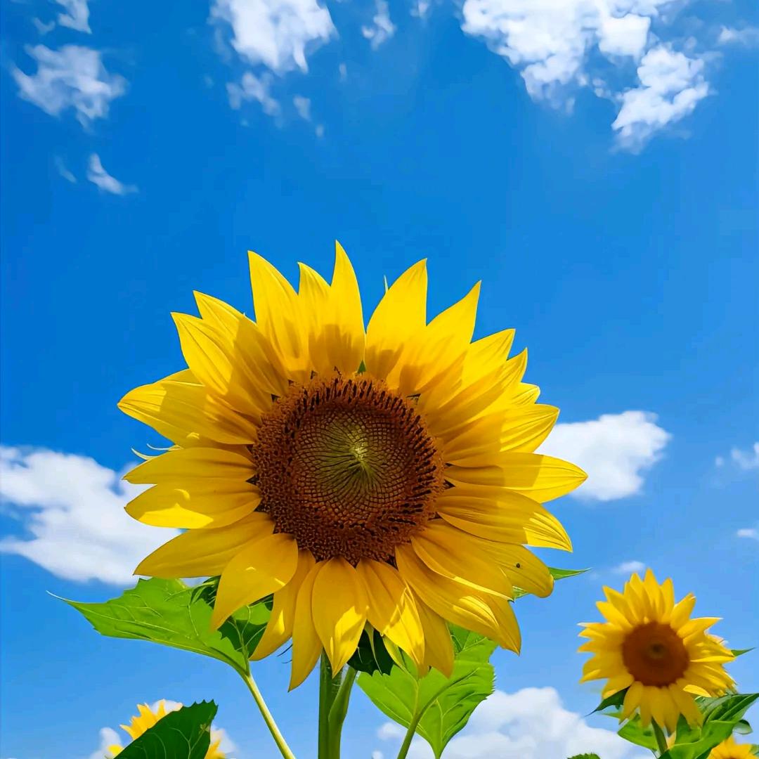 花开富贵.