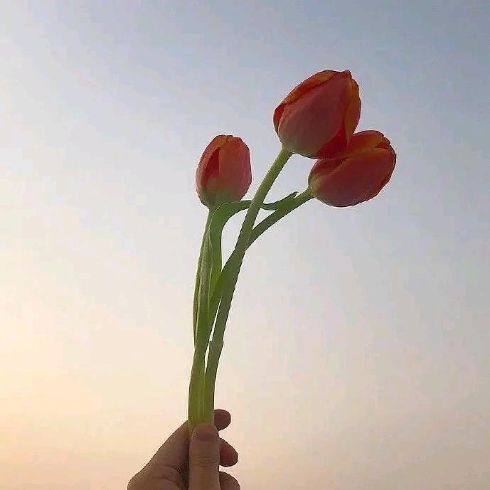 (๑• . •๑)