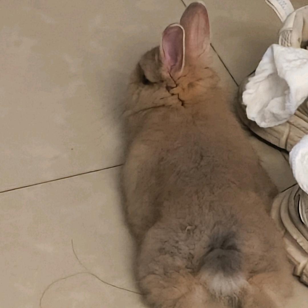 南姜是只小兔叽