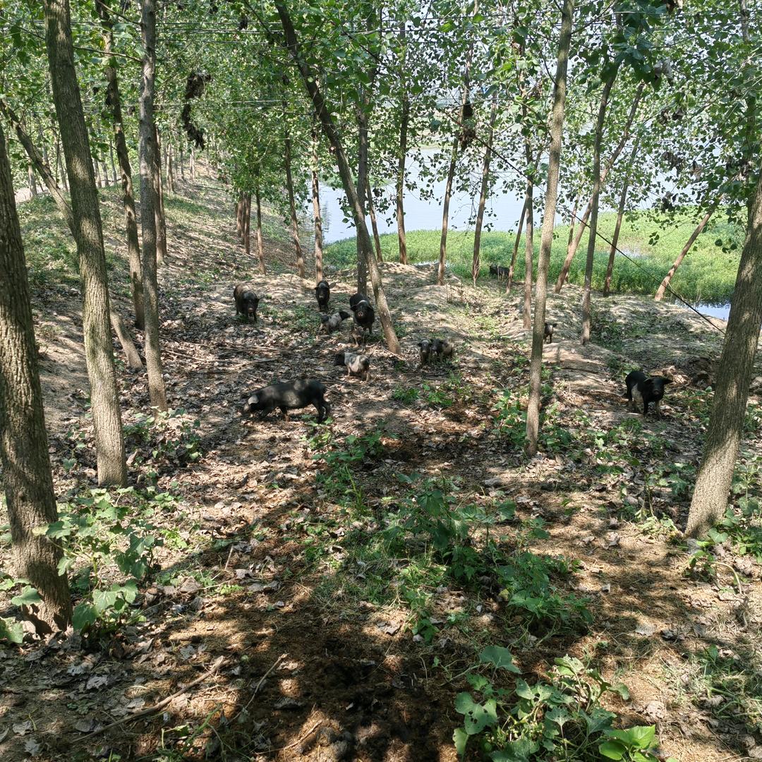 监利市辉煌畜牧