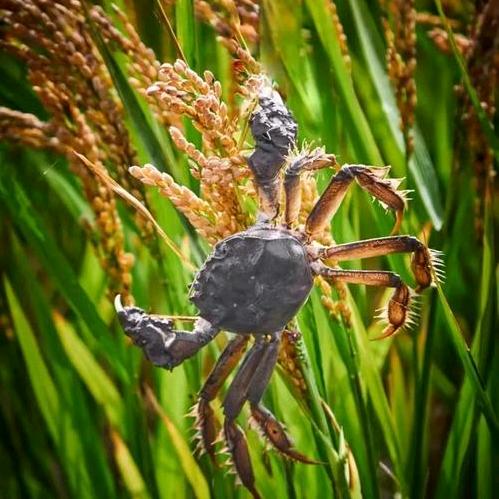 马行无力皆因瘦