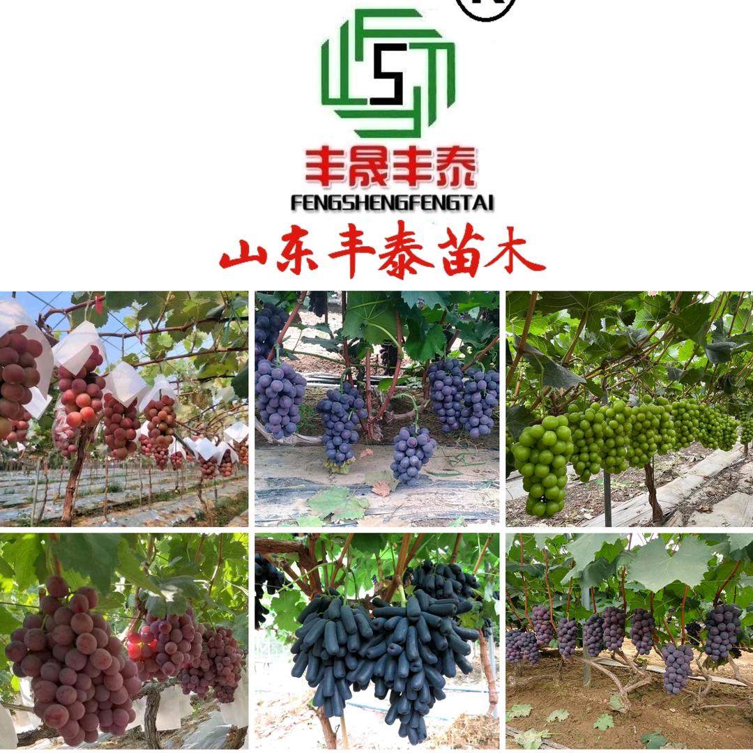 丰泰果品苗木:专业种苗批发基地