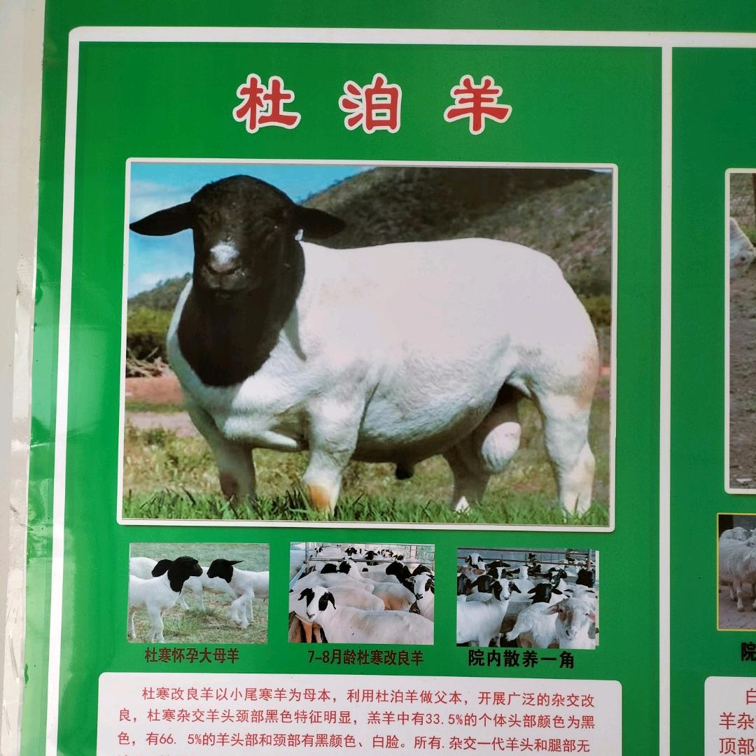 返乡创业