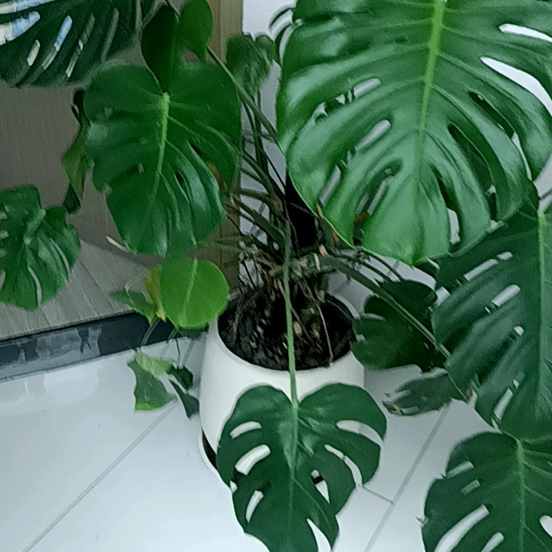 楼素娟