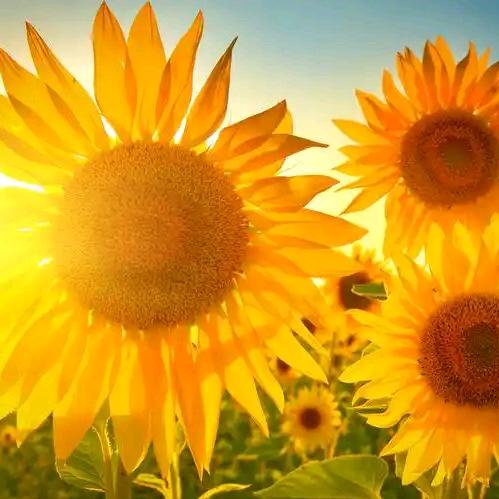 常乐🌻