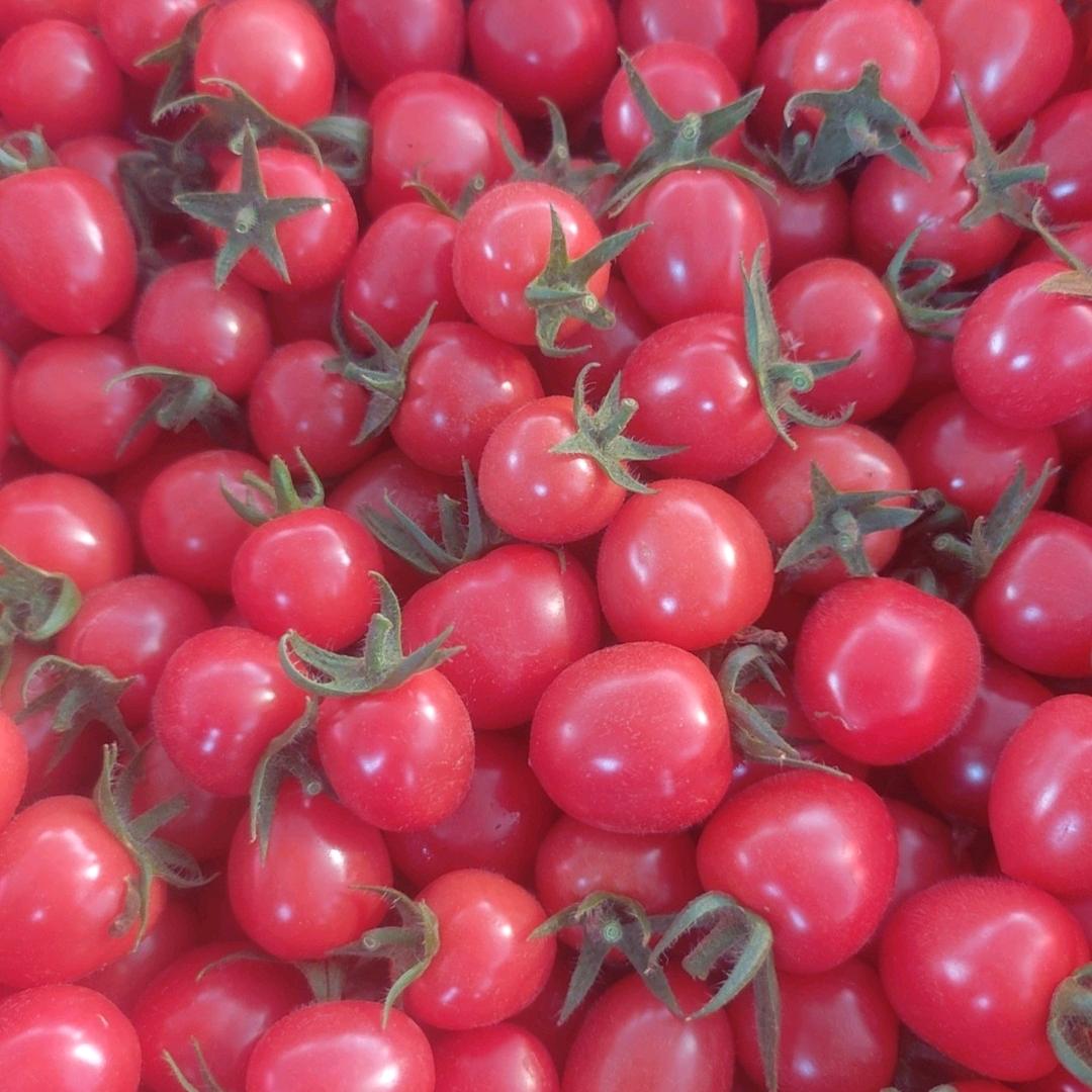 寿光2018精品圣女果