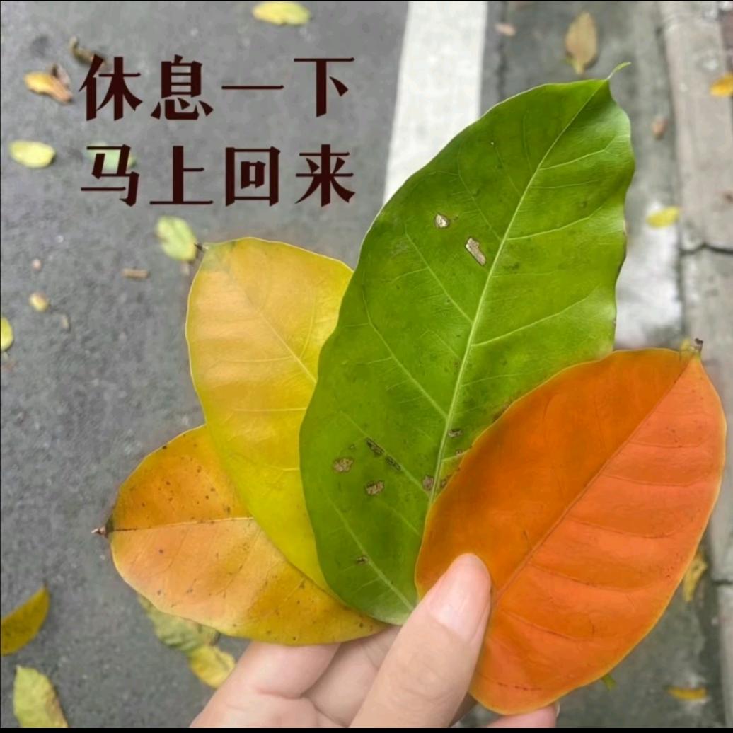 人间惊鸿客