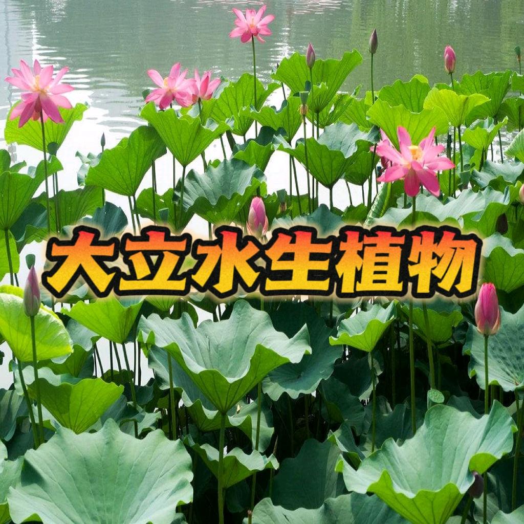 莲蓬段（大立水生植物）
