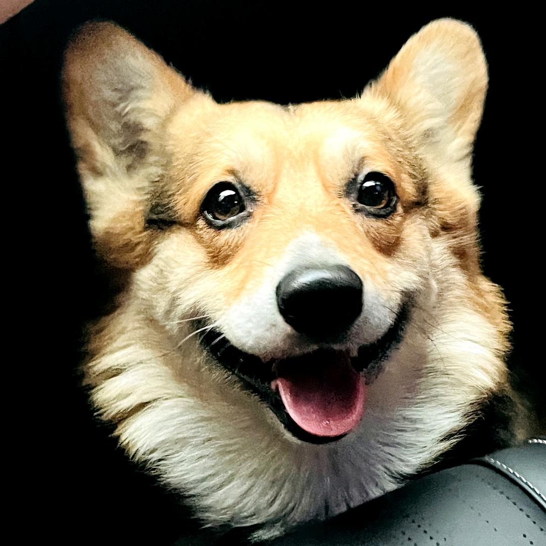 毛毛一家的日常