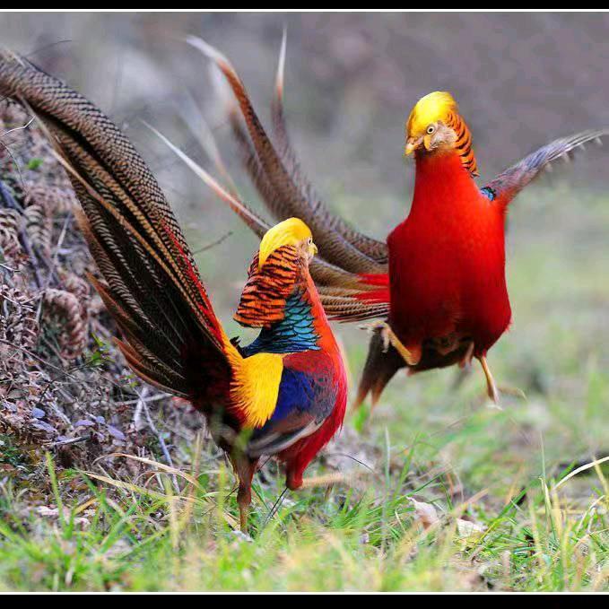 伤害我 你的心会疼吗