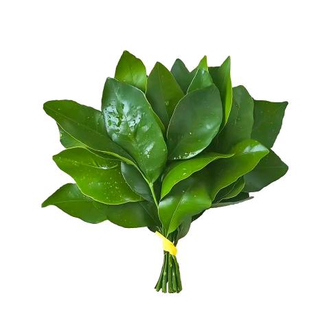 椰子水🥥