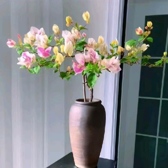 一见钟情太阳花