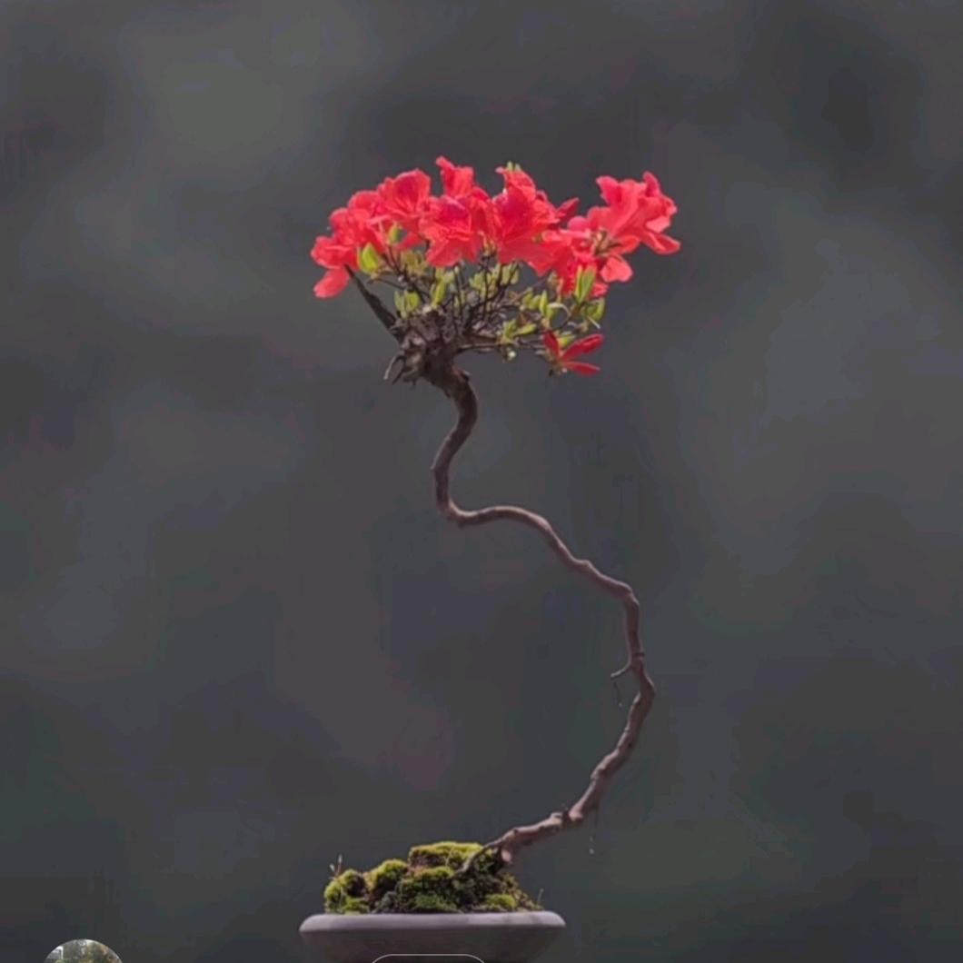 潇潇绿植