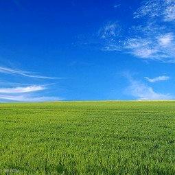 稻壳，稻壳糠粮食副产品