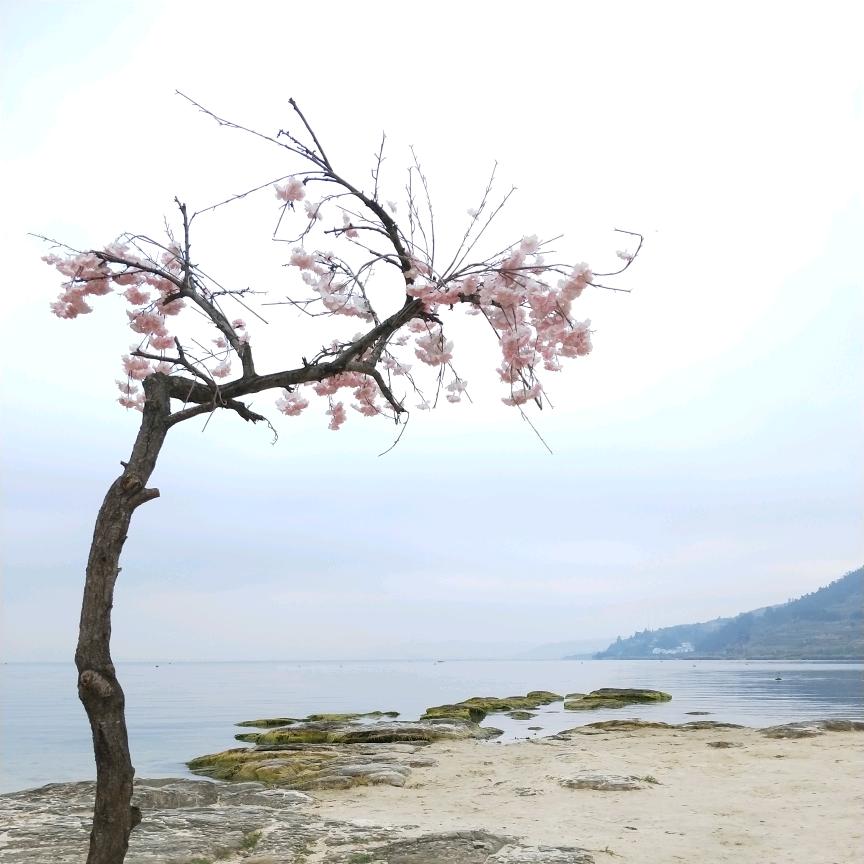 清风明月楼楼主