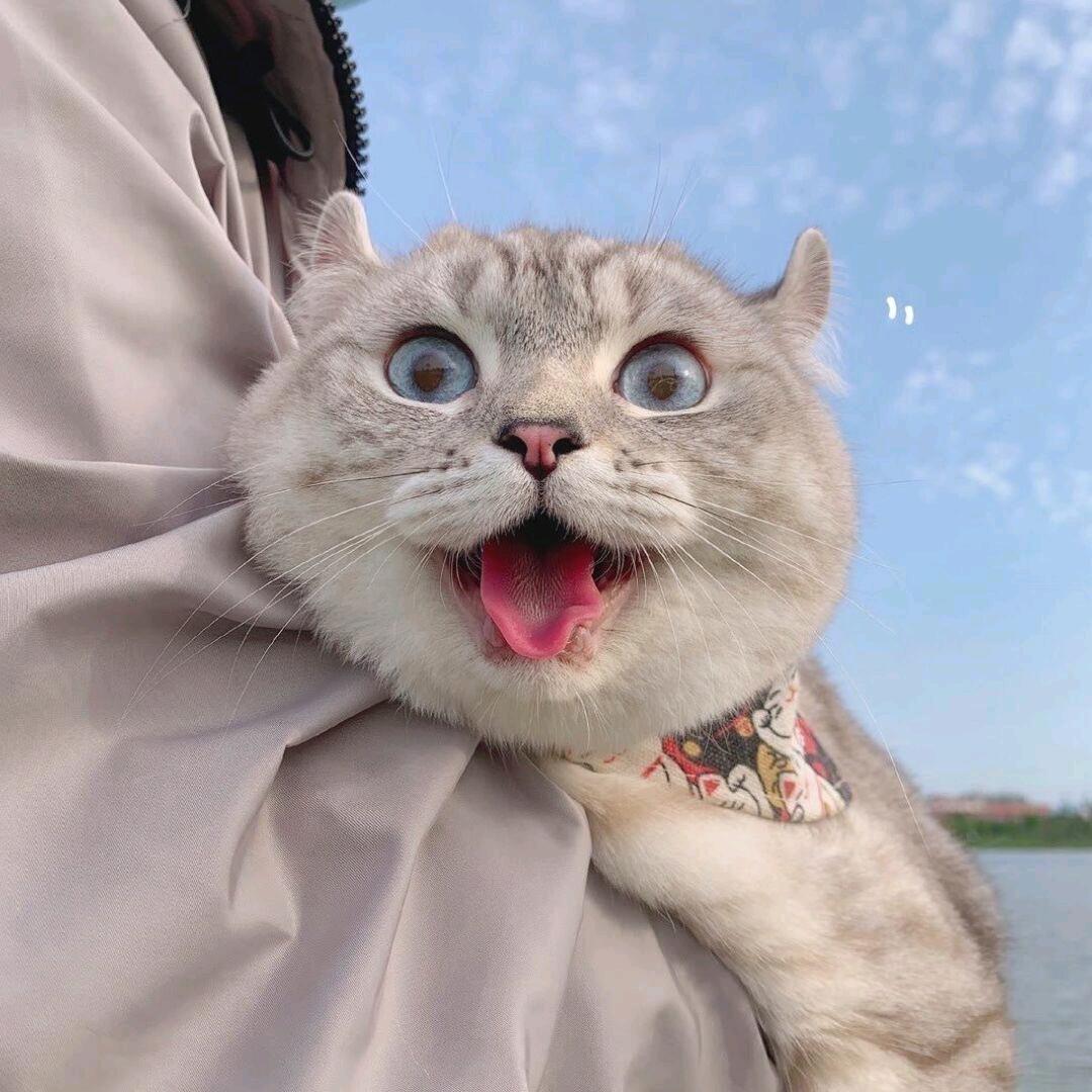 安慕仔