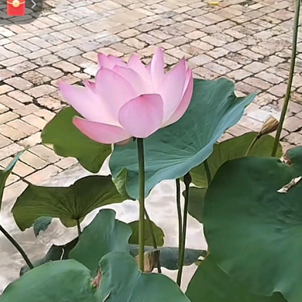 智渊🍎🍎🍎