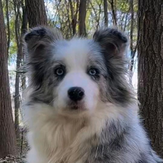 宏润犬舍