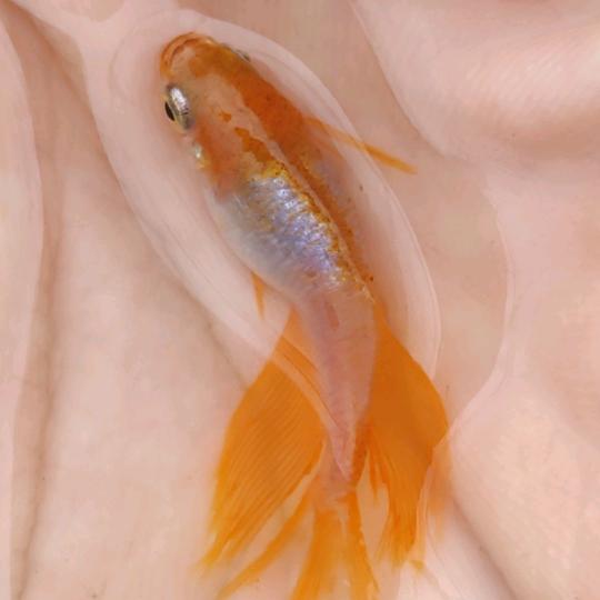 半乡青鳉