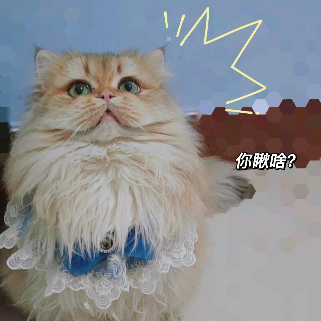 ❤️喵桑家的猫