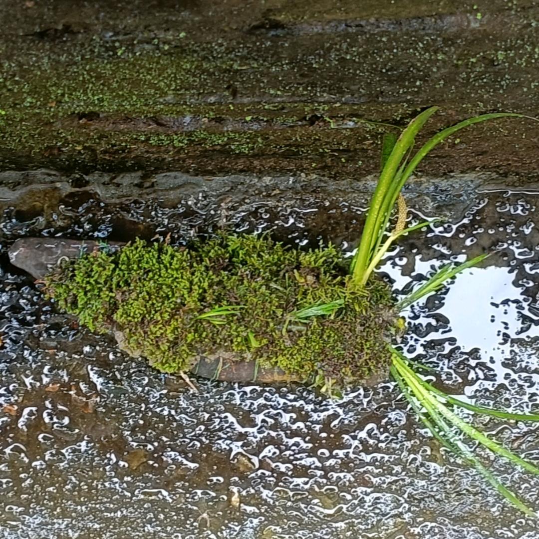 花遇石商贸(鱼缸造景石供应商)
