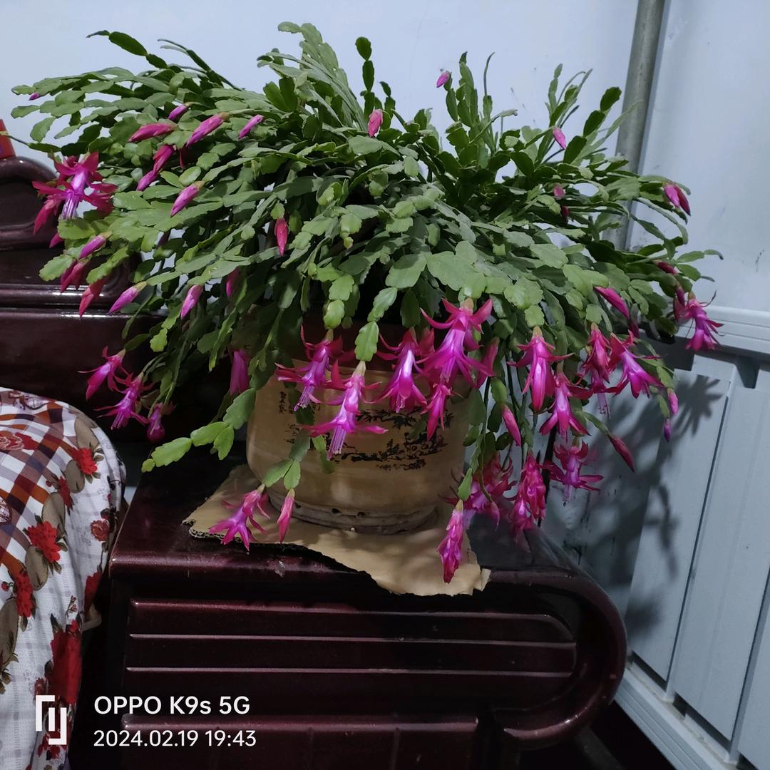 萍聚