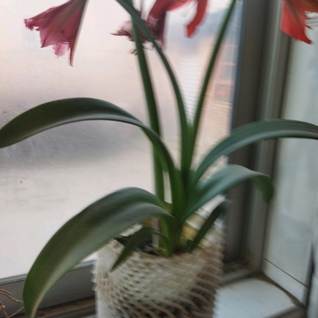 晨曦