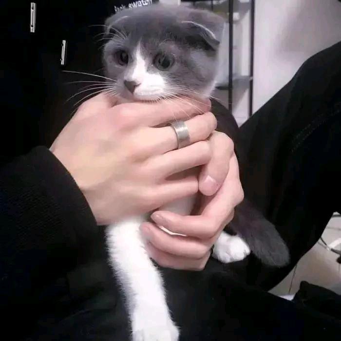 悯豪
