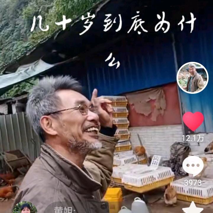 胡须佰飞天鸽