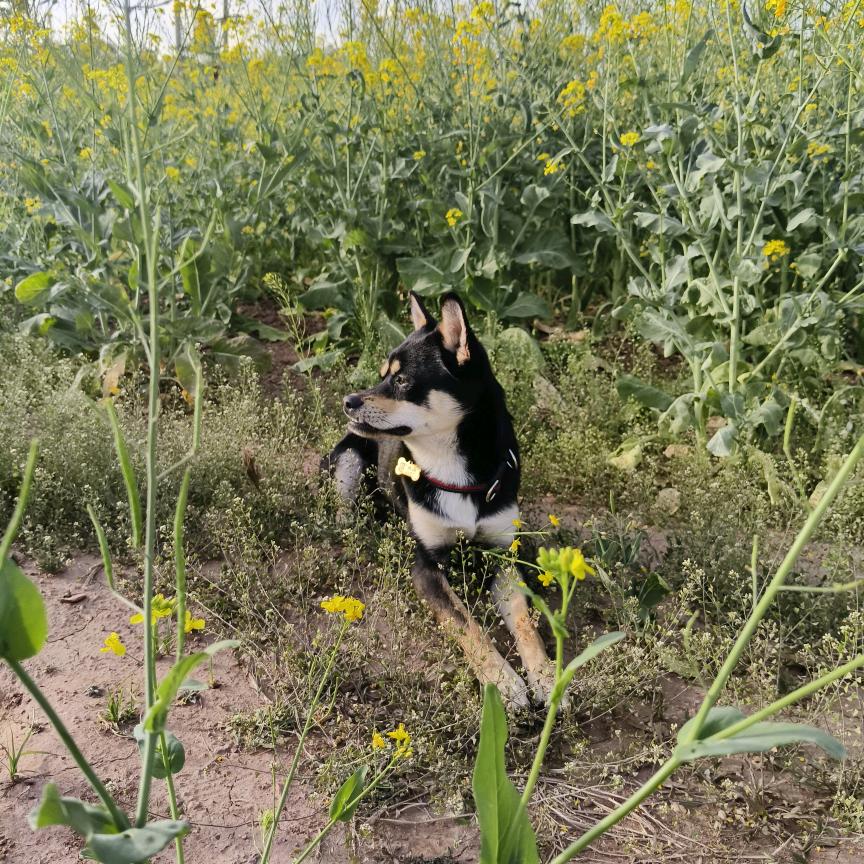 中华田园犬🐕