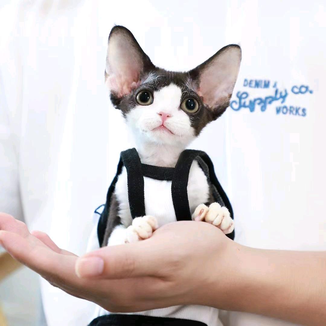 宅吉送猫（猫咪买手 要啥都有）