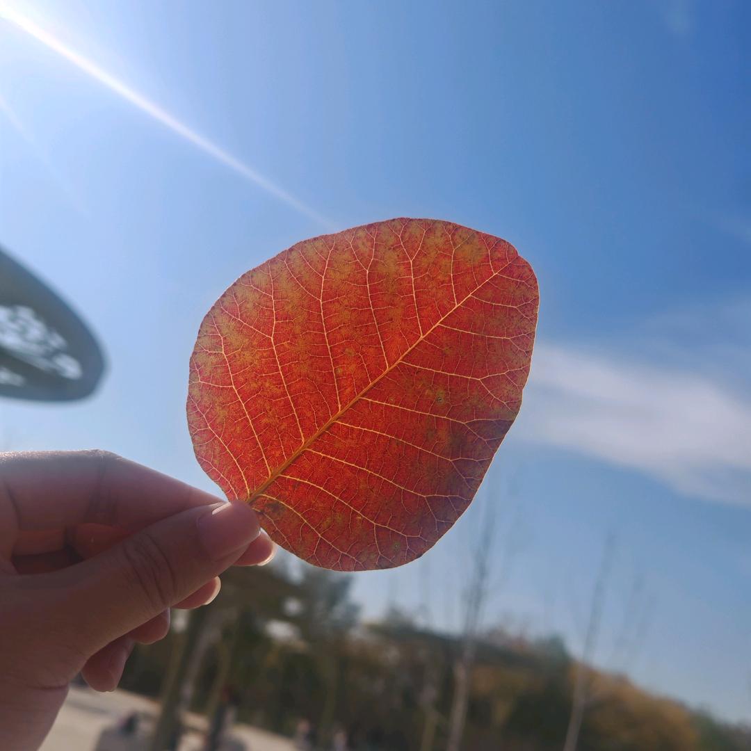 暗༈宋༈秋༈波