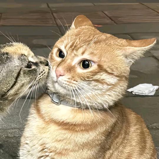 阿鹤【暂时失明┭┮﹏┭┮】