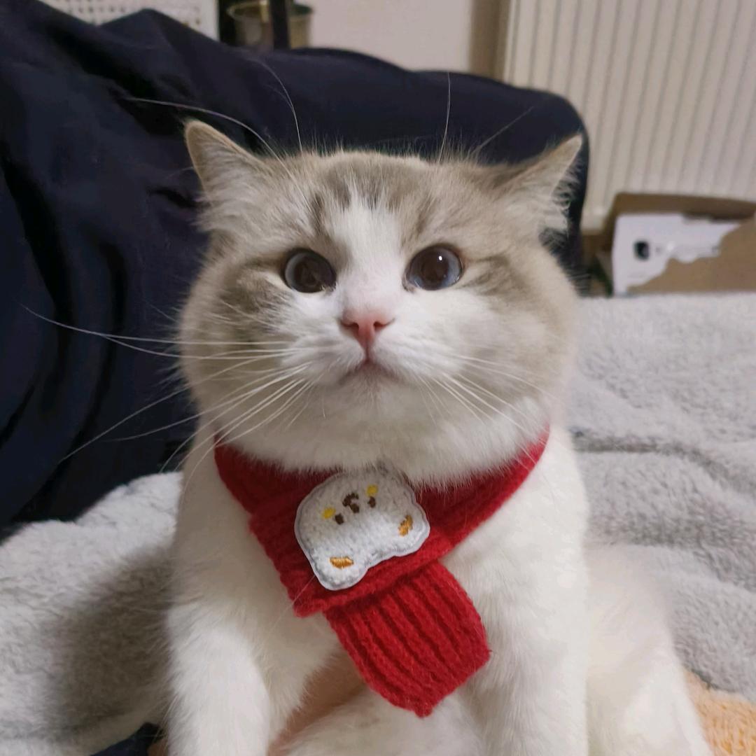 屿🐈