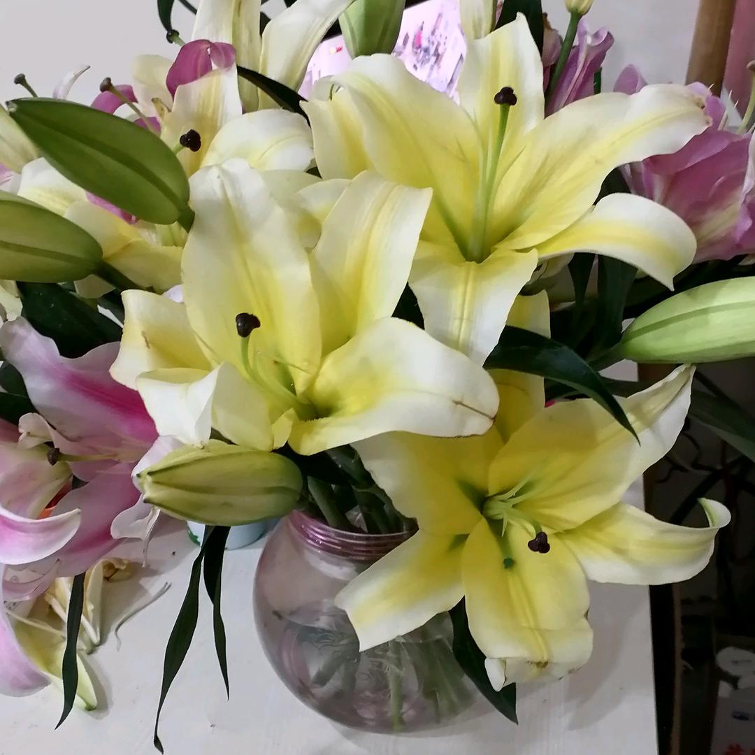 菊菊