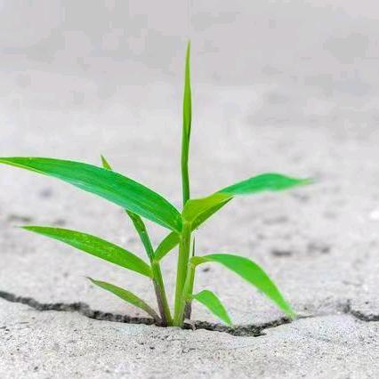 小草*视频