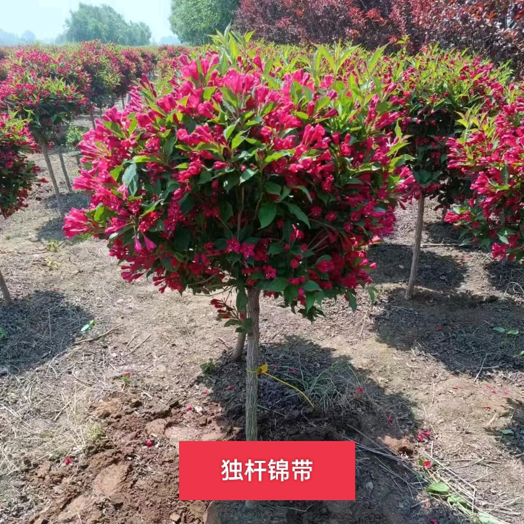 鑫美独杆锦带1