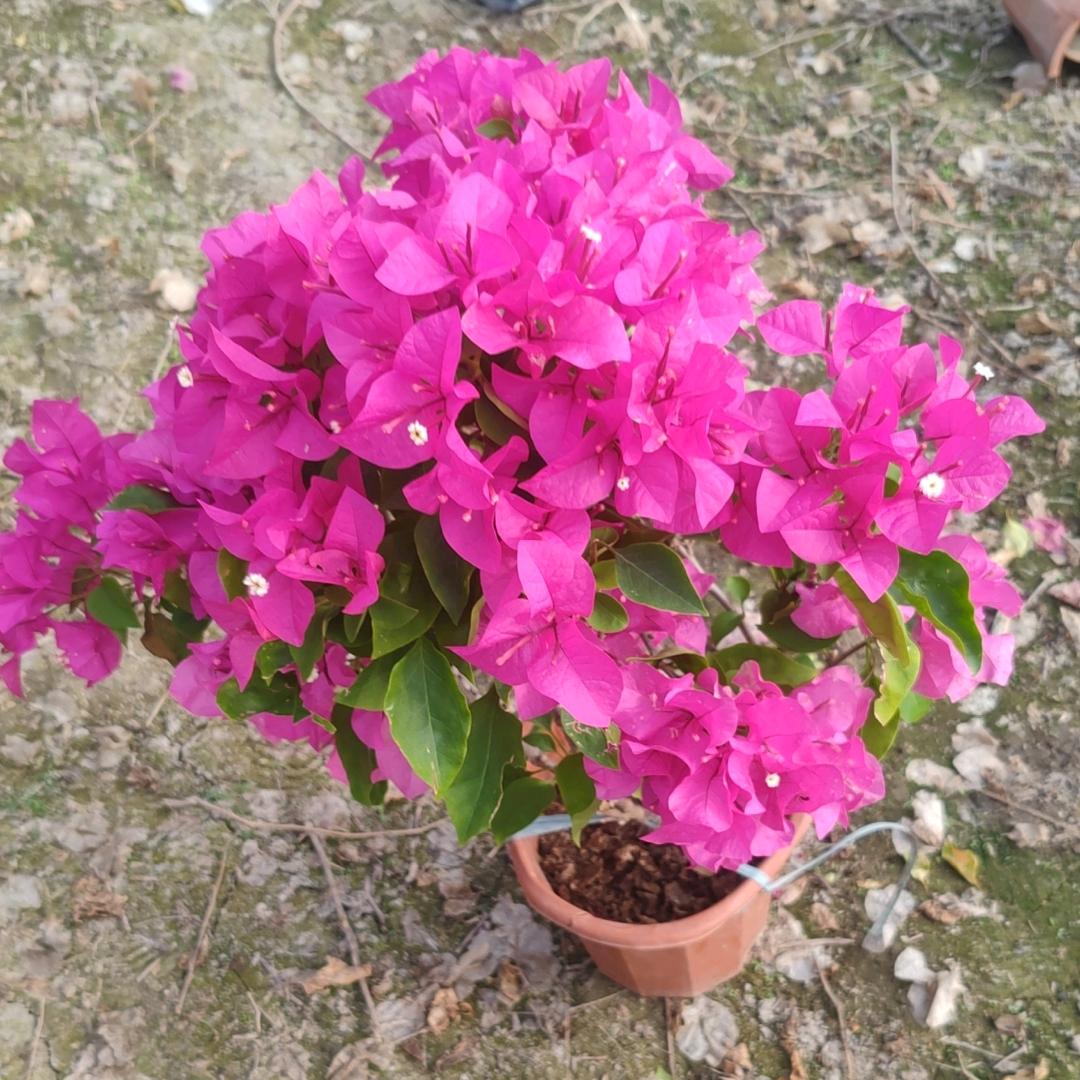 陈志祥三角梅有限公司款到发货