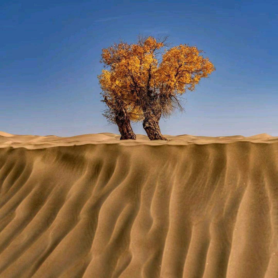 西安市民拉姆姐姐🌸