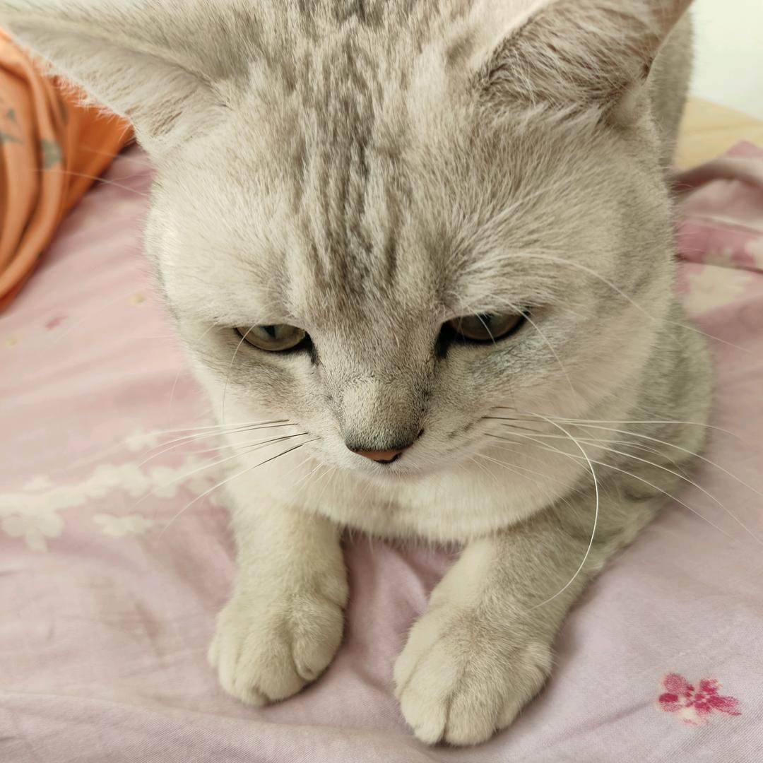青鸟