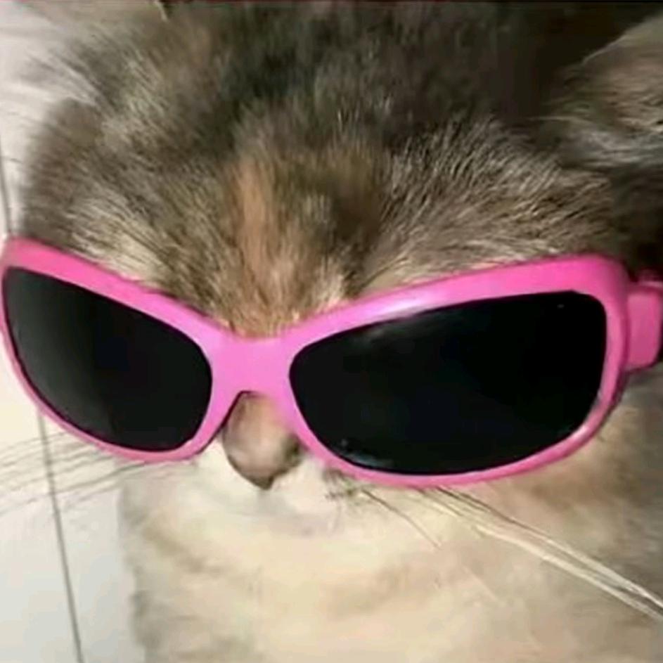 蛋仔派对团团🍞