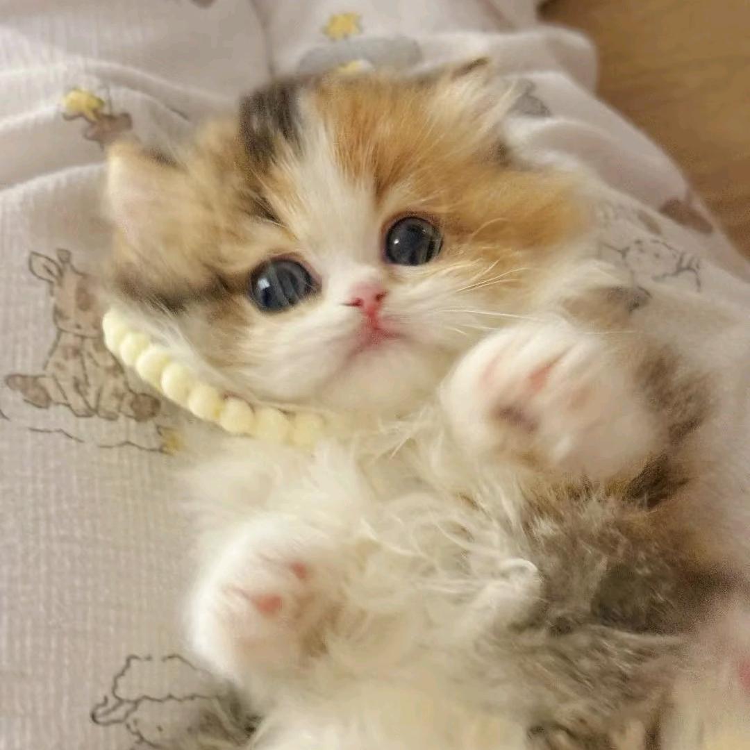 暖心喵猫社